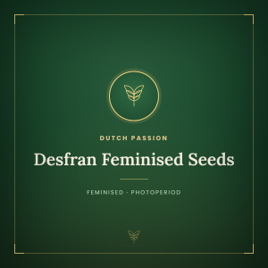 Desfran Feminised Seeds Desfran Feminised Seeds