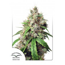 Euforia Auto Feminised Seeds Euforia Auto Feminised Seeds