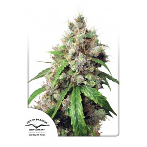 Euforia Auto Feminised Seeds Euforia Auto Feminised Seeds