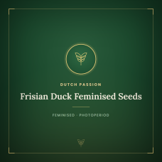 Frisian Duck Feminised Seeds Frisian Duck Feminised Seeds