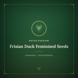 Frisian Duck Feminised Seeds Frisian Duck Feminised Seeds