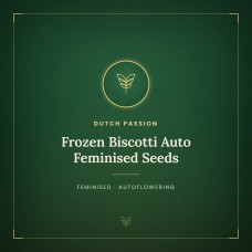 Frozen Biscotti Auto Feminised Seeds Frozen Biscotti Auto Feminised Seeds