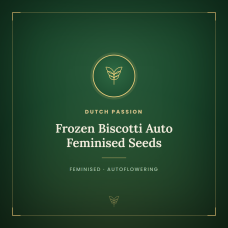 Frozen Biscotti Auto Feminised Seeds Frozen Biscotti Auto Feminised Seeds