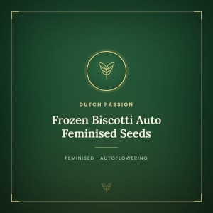 Frozen Biscotti Auto Feminised Seeds Frozen Biscotti Auto Feminised Seeds