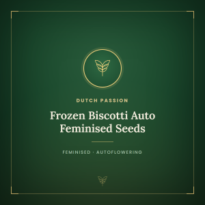 Frozen Biscotti Auto Feminised Seeds Frozen Biscotti Auto Feminised Seeds