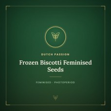 Frozen Biscotti Feminised Seeds Frozen Biscotti Feminised Seeds