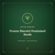 Frozen Biscotti Feminised Seeds Frozen Biscotti Feminised Seeds