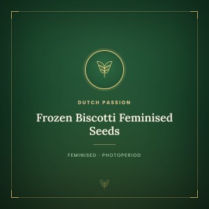 Frozen Biscotti Feminised Seeds