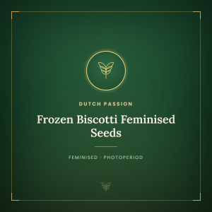 Frozen Biscotti Feminised Seeds Frozen Biscotti Feminised Seeds