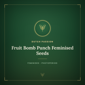 Fruit Bomb Punch Feminised Seeds Fruit Bomb Punch Feminised Seeds