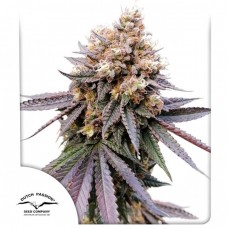GMO FAST Feminised Seeds GMO FAST Feminised Seeds