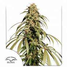 Ice Cream Haze Feminised Seeds Ice Cream Haze Feminised Seeds