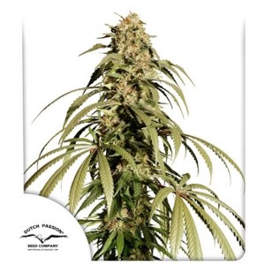 Ice Cream Haze Feminised Seeds Ice Cream Haze Feminised Seeds