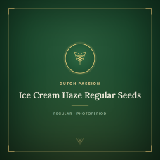 Ice Cream Haze Regular Seeds Ice Cream Haze Regular Seeds
