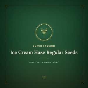 Ice Cream Haze Regular Seeds Ice Cream Haze Regular Seeds
