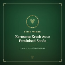 Kerosene Krash Auto Feminised Seeds Kerosene Krash Auto Feminised Seeds
