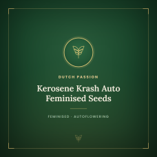 Kerosene Krash Auto Feminised Seeds Kerosene Krash Auto Feminised Seeds