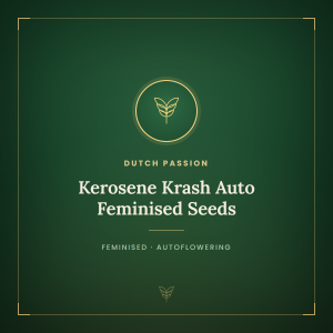 Kerosene Krash Auto Feminised Seeds Kerosene Krash Auto Feminised Seeds