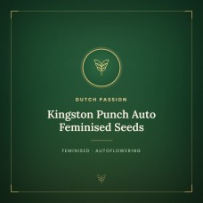 Kingston Punch Auto Feminised Seeds Kingston Punch Auto Feminised Seeds