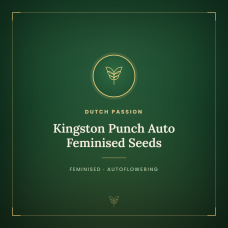 Kingston Punch Auto Feminised Seeds Kingston Punch Auto Feminised Seeds