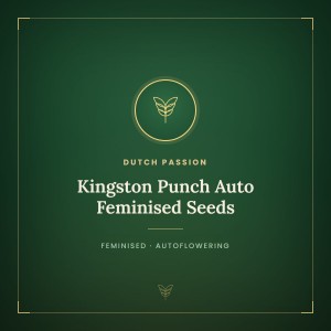 Kingston Punch Auto Feminised Seeds Kingston Punch Auto Feminised Seeds
