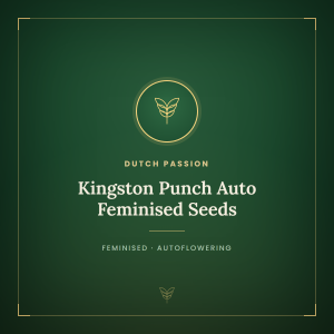 Kingston Punch Auto Feminised Seeds Kingston Punch Auto Feminised Seeds
