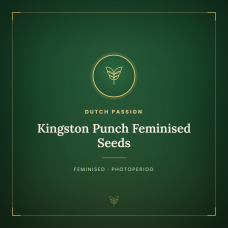 Kingston Punch Feminised Seeds Kingston Punch Feminised Seeds