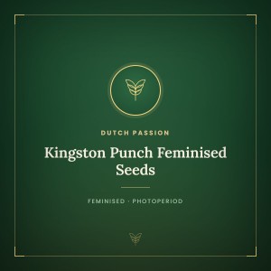 Kingston Punch Feminised Seeds Kingston Punch Feminised Seeds