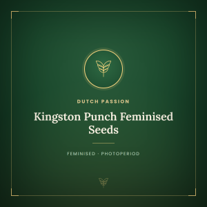 Kingston Punch Feminised Seeds Kingston Punch Feminised Seeds