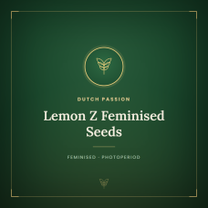 Lemon Z Feminised Seeds Lemon Z Feminised Seeds