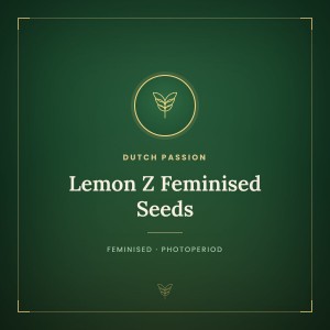 Lemon Z Feminised Seeds Lemon Z Feminised Seeds