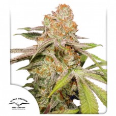 Mac #1 Auto Feminised Seeds Mac #1 Auto Feminised Seeds
