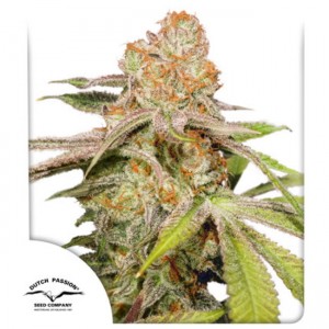 Mac #1 Auto Feminised Seeds Mac #1 Auto Feminised Seeds