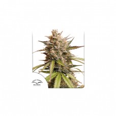 Melonade Runtz Auto Feminised Seeds Melonade Runtz Auto Feminised Seeds