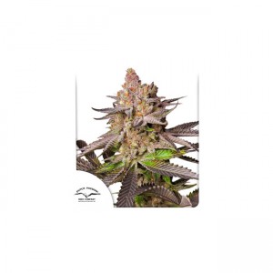 Melonade Runtz Feminised Seeds Melonade Runtz Feminised Seeds
