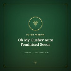 Oh My Gusher Auto Feminised Seeds Oh My Gusher Auto Feminised Seeds