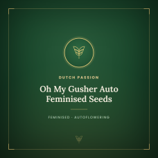 Oh My Gusher Auto Feminised Seeds Oh My Gusher Auto Feminised Seeds