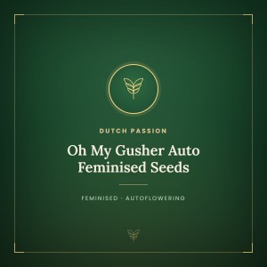 Oh My Gusher Auto Feminised Seeds