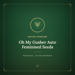 Oh My Gusher Auto Feminised Seeds Oh My Gusher Auto Feminised Seeds