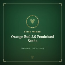 Orange Bud 2.0 Feminised Seeds Orange Bud 2.0 Feminised Seeds