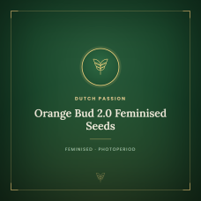 Orange Bud 2.0 Feminised Seeds Orange Bud 2.0 Feminised Seeds