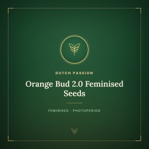 Orange Bud 2.0 Feminised Seeds Orange Bud 2.0 Feminised Seeds