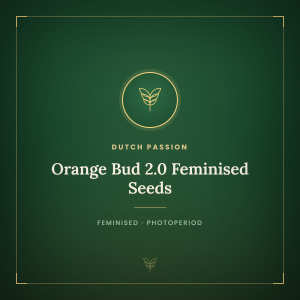 Orange Bud 2.0 Feminised Seeds Orange Bud 2.0 Feminised Seeds
