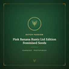 Pink Banana Runtz Ltd Edition Feminised Seeds Pink Banana Runtz Ltd Edition Feminised Seeds