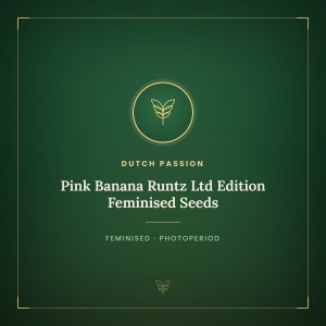 Pink Banana Runtz Ltd Edition Feminised Seeds Pink Banana Runtz Ltd Edition Feminised Seeds