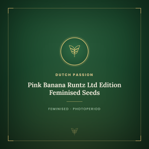 Pink Banana Runtz Ltd Edition Feminised Seeds Pink Banana Runtz Ltd Edition Feminised Seeds