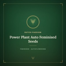 Power Plant Auto Feminised Seeds Power Plant Auto Feminised Seeds