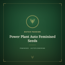 Power Plant Auto Feminised Seeds Power Plant Auto Feminised Seeds