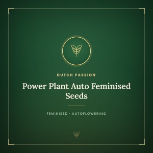 Power Plant Auto Feminised Seeds
