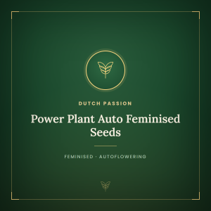 Power Plant Auto Feminised Seeds Power Plant Auto Feminised Seeds